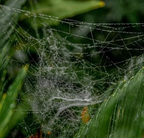 growth focused web model